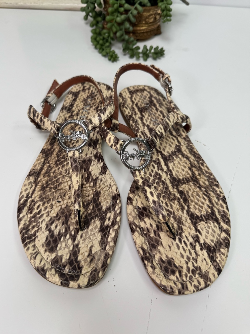 Coach Jasmin Women's Snake Print Thong Sandals, Size 38.5